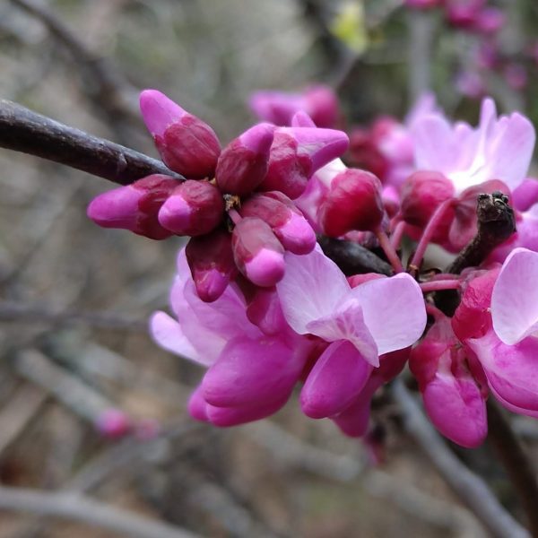 Mexican redbud flowers.