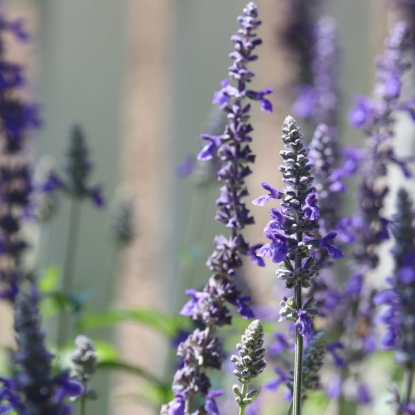 Mystic spires salvia flowers.