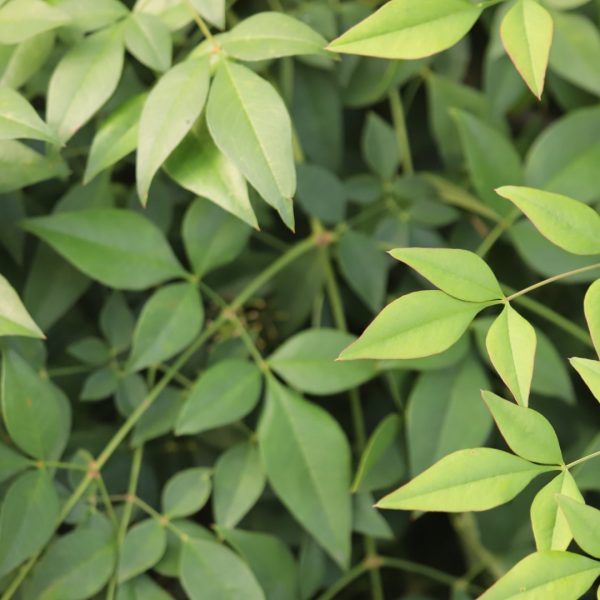Nandina leaves.
