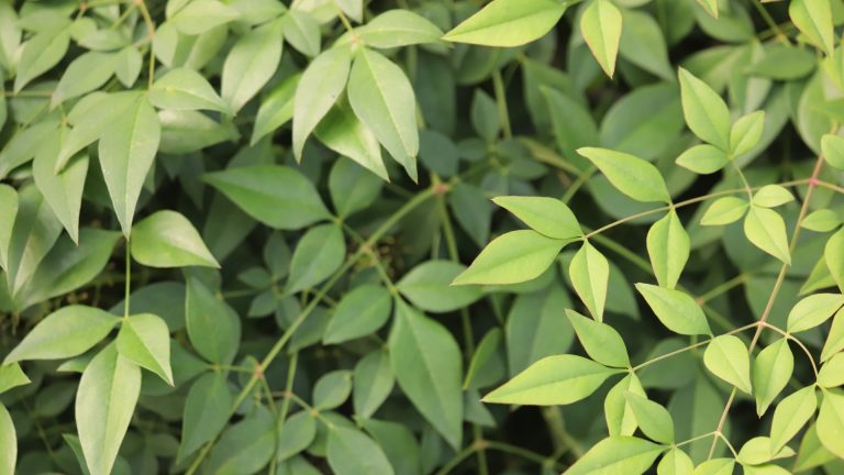 Nandina leaves.