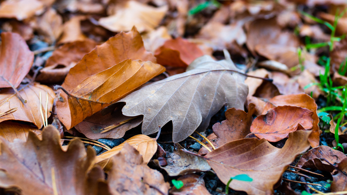 oak leaves close-up