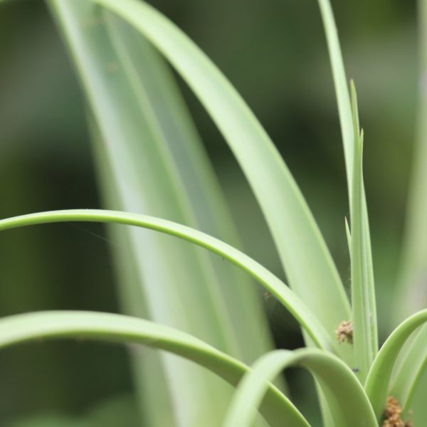 Agave bracteosa leaves.