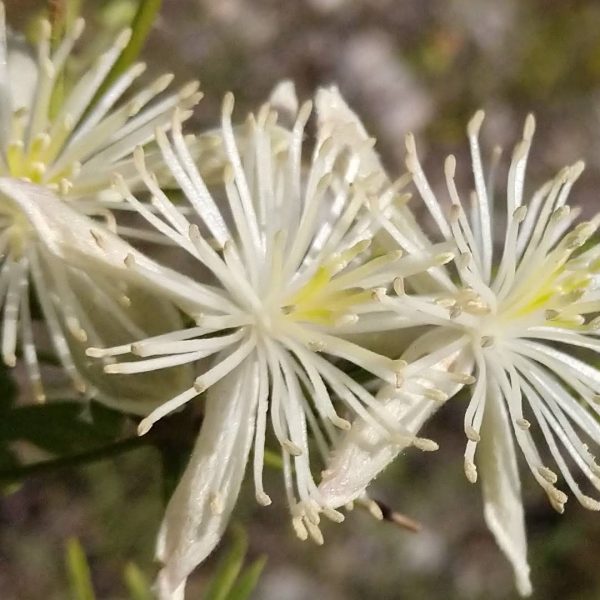 Old man's beard flower.