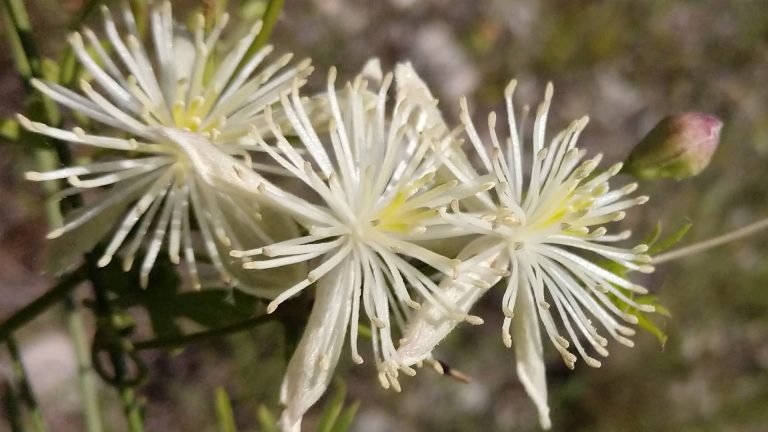 Old man's beard flower.