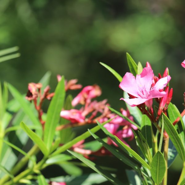 Oleander leaves and flowers.