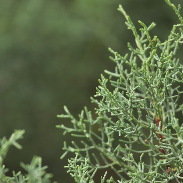 Ornamental juniper leaves.