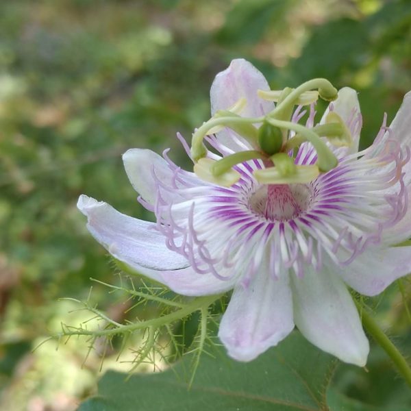 Passion flower.