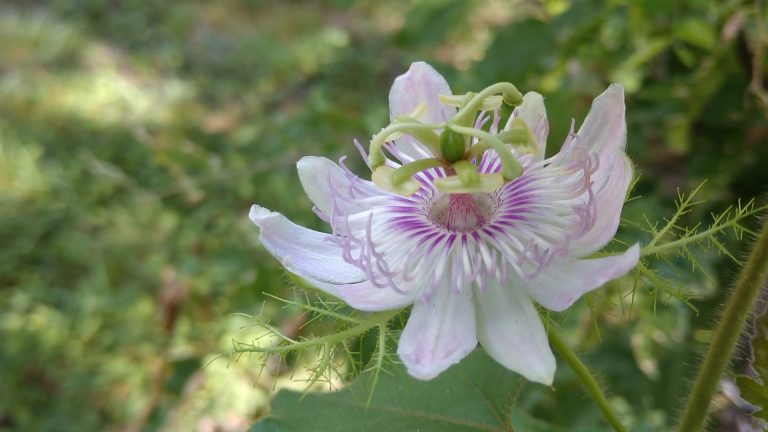 Passion flower.