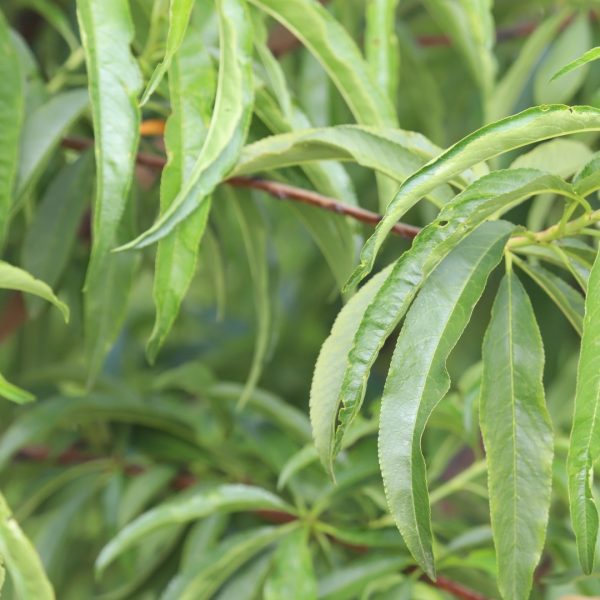 Peach leaves.