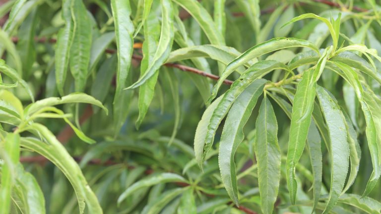 Peach leaves.