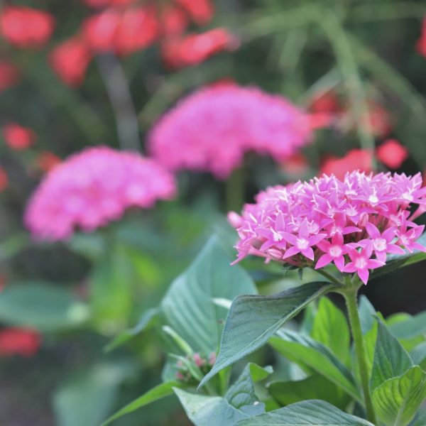 pentas-detail-2-1920x1080-img_6987