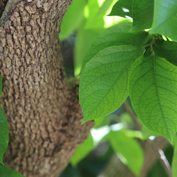 Persimmon leaves and trunk.