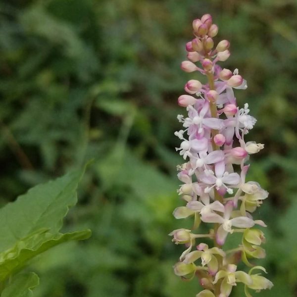 Pigeonberry flowers.