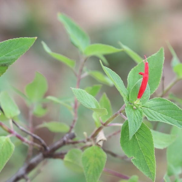 Pineapple sage leaves and flower.