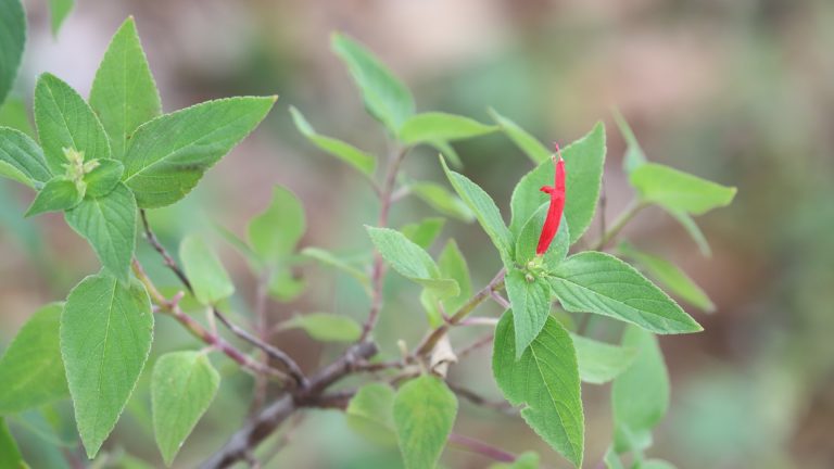 Pineapple sage leaves and flower.