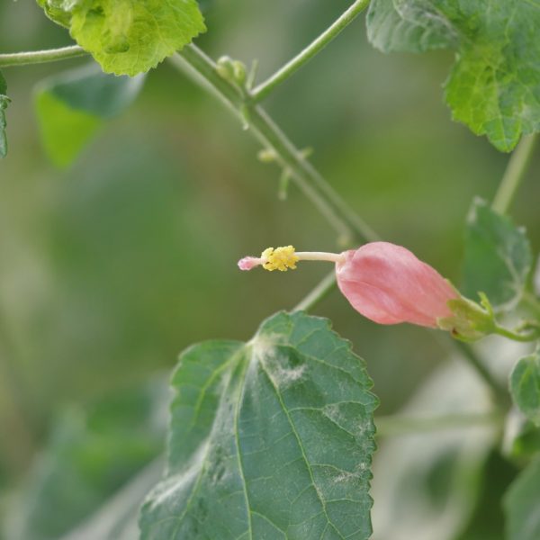 Pink Turk's cap leaves and flowers.