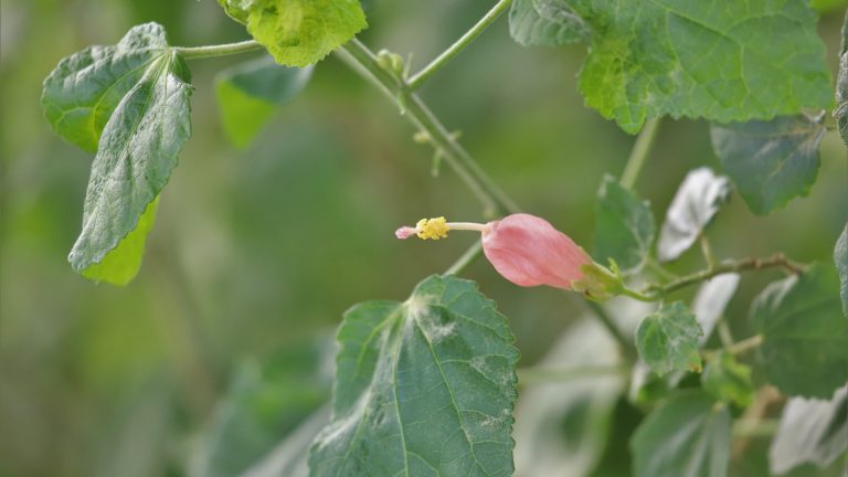 Pink Turk's cap leaves and flowers.