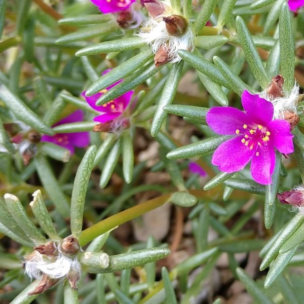 Portulaca leaves and flowers.