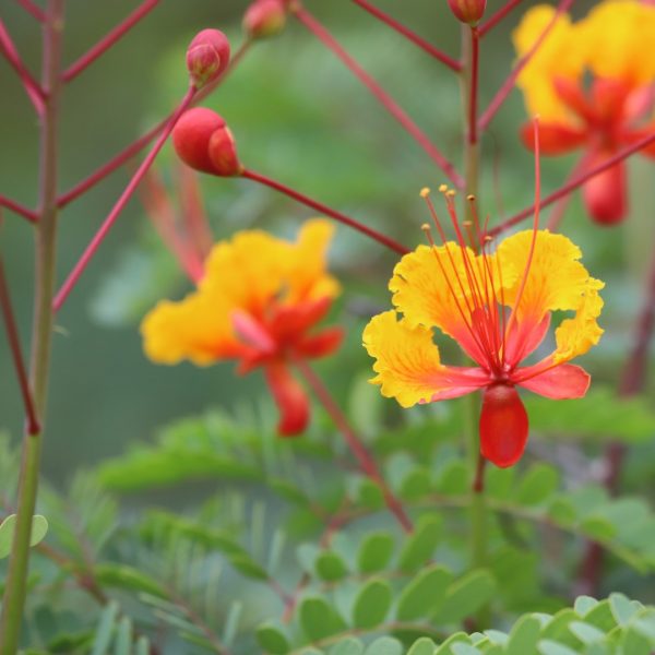 Pride of Barbados poinciana flowers.