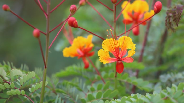 Pride of Barbados poinciana flowers.