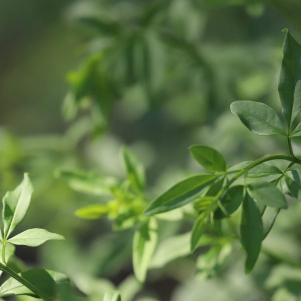 Primrose jasmine leaves.