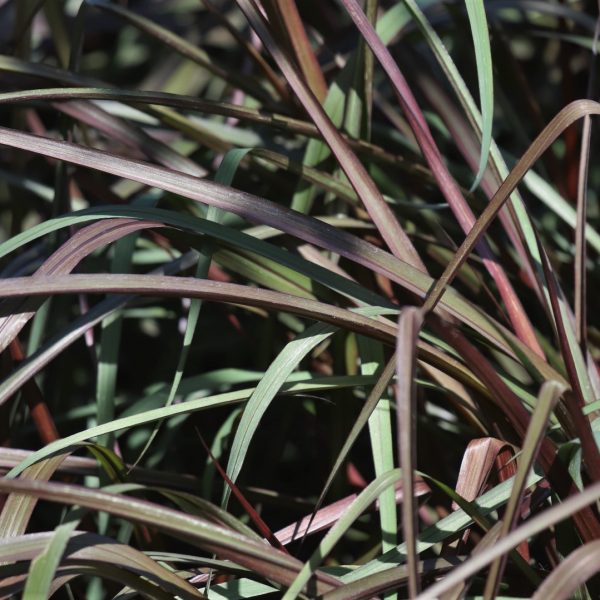 Purple fountain grass leaves.