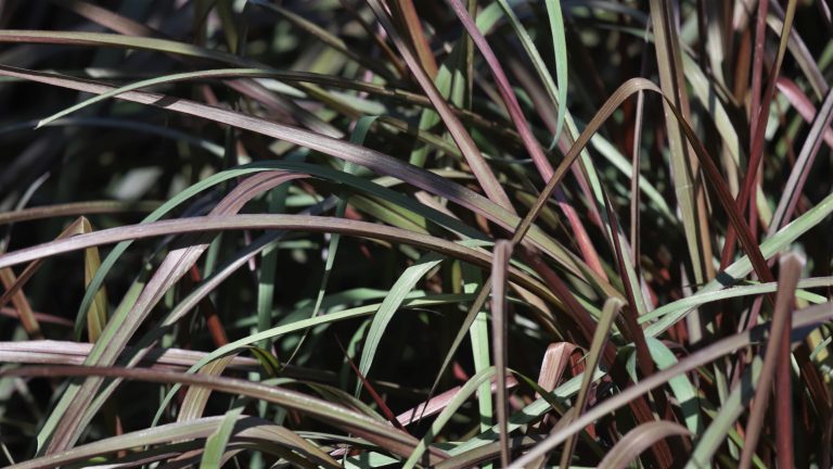Purple fountain grass leaves.