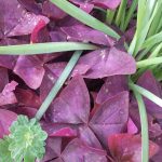 Purple oxalis leaves.