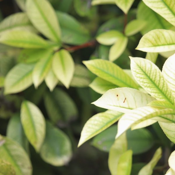 Red-tip photinia showing leaf spots.