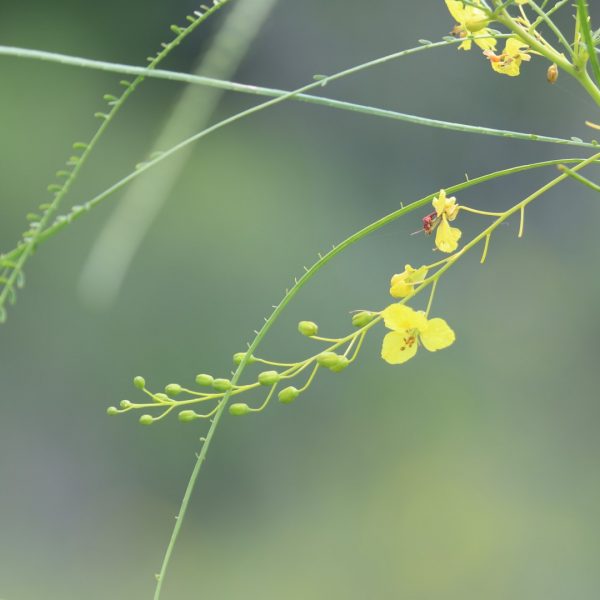 Retama flowers.