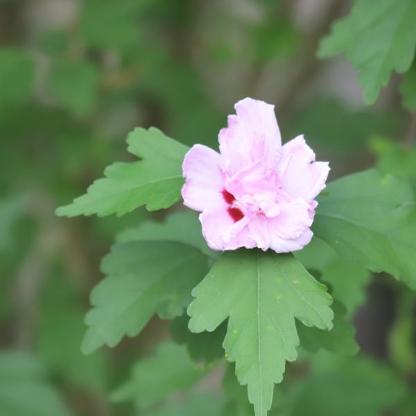 Rose of Sharon leaves and flower.