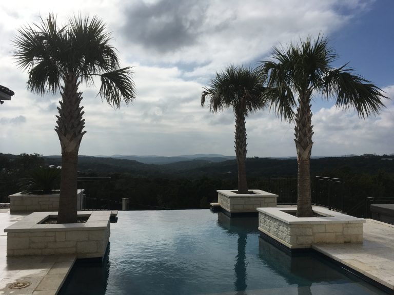 Sabal palmetto poolside in Helotes.