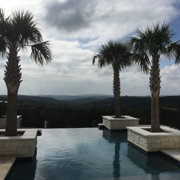 Sabal palmetto poolside in Helotes.