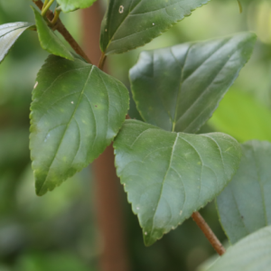 Sandankwa viburnum leaves.