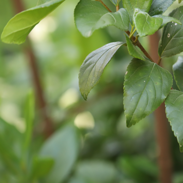 Sandankwa viburnum leaves and branches.