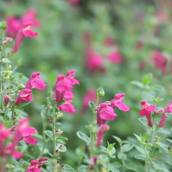 Scullcap leaves and flowers.