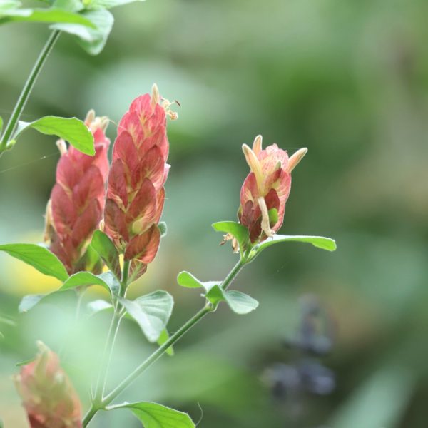 Shrimp plant leaves, bracts and flowers.