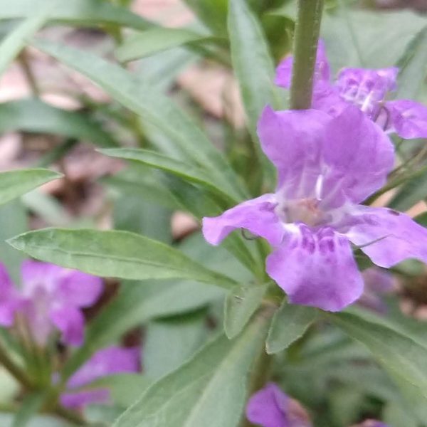 Snakeherb leaves and flowes.