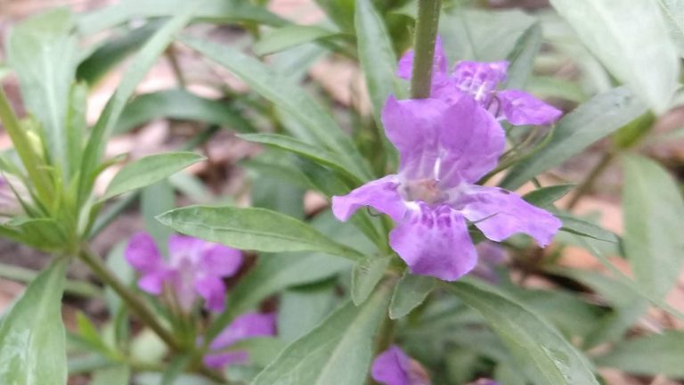 Snakeherb leaves and flowes.