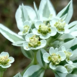 Snow-on-the-mountain leaves and flowers.