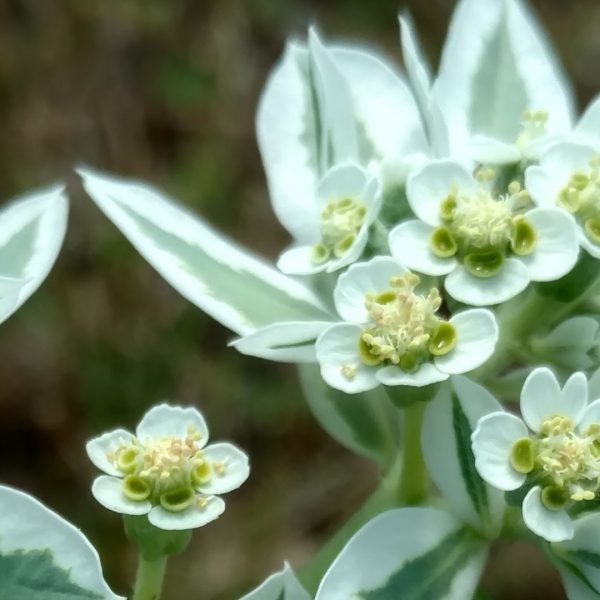 Snow on the mountain leaves and flowers.