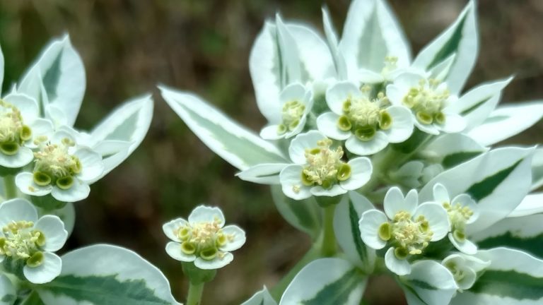 Snow on the mountain leaves and flowers.