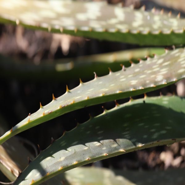 Soap aloe leaves and teeth.