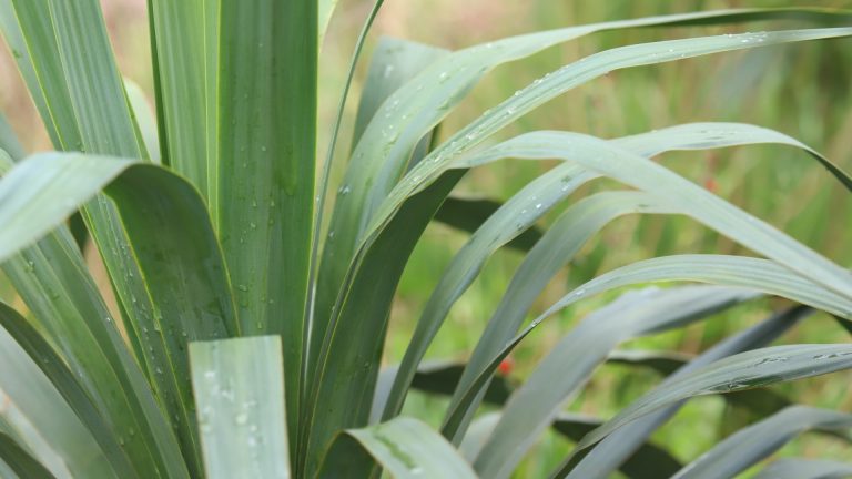 Softleaf yucca leaves.