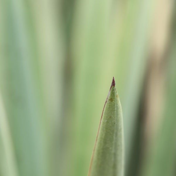 spanish-dagger-yucca-detail-1920x1080-img_9296