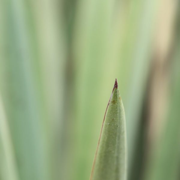 spanish-dagger-yucca-detail-1920x1080-img_9296