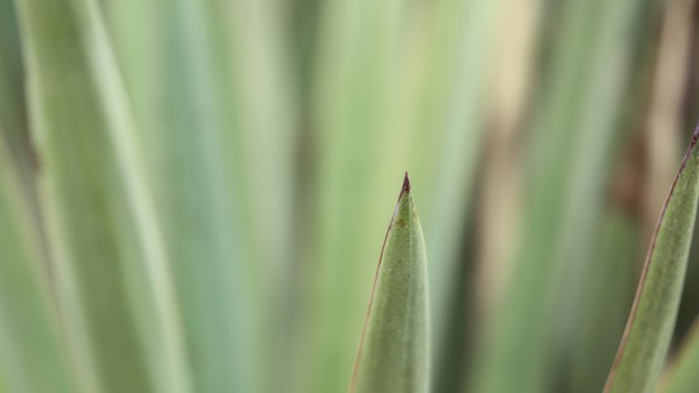 spanish-dagger-yucca-detail-1920x1080-img_9296