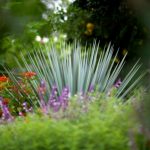 Spanish dagger in garden.