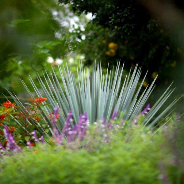 Spanish dagger in a garden.