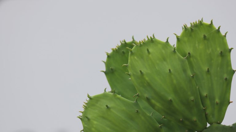 Spineless prickly pear pads.